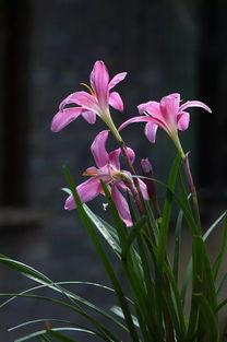 和兰花在一起视频,共赏自然之美