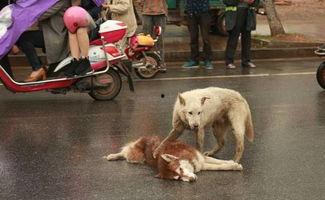 狗被撞视频,狗狗不幸遭遇车祸，网友呼吁关注动物安全
