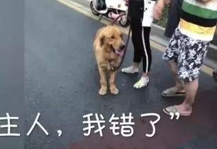 狗被撞视频,狗狗不幸遭遇车祸,网友呼吁关注动物安全