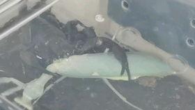 獴捕蛇视频,动物世界中的捕猎奇观